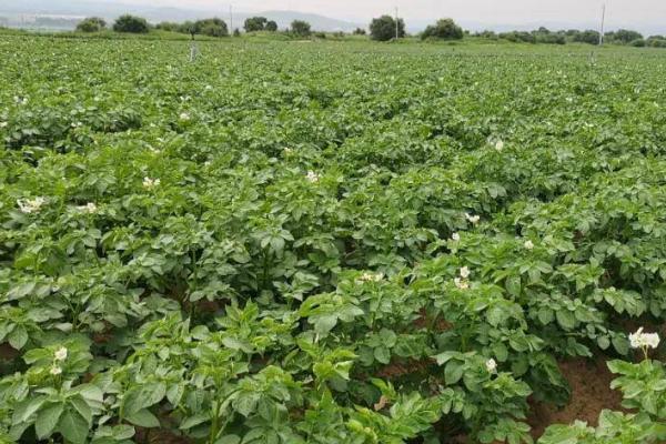 马铃薯高产要点,块茎形成期要注意追施高氮高钾肥料