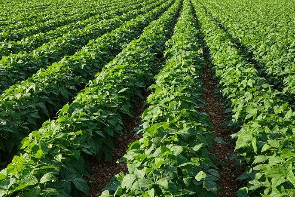 马铃薯高产要点,块茎形成期要注意追施高氮高钾肥料