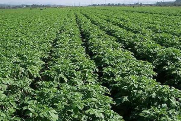 马铃薯高产要点,块茎形成期要注意追施高氮高钾肥料