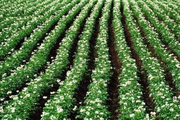 马铃薯高产要点,块茎形成期要注意追施高氮高钾肥料