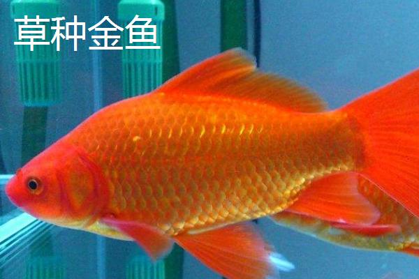 金鱼的品种，品种较多各具特点