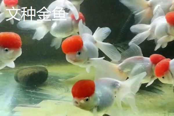 金鱼的品种，品种较多各具特点