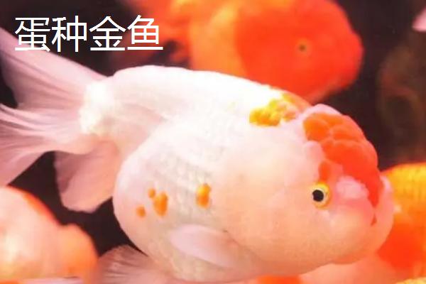 金鱼的品种，品种较多各具特点