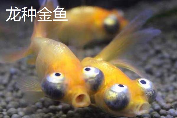 金鱼的品种，品种较多各具特点