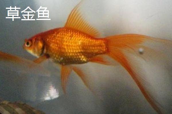 金鱼的品种，品种较多各具特点