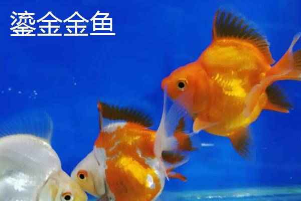 金鱼的品种，品种较多各具特点