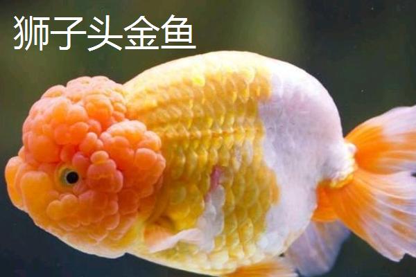 金鱼的品种，品种较多各具特点