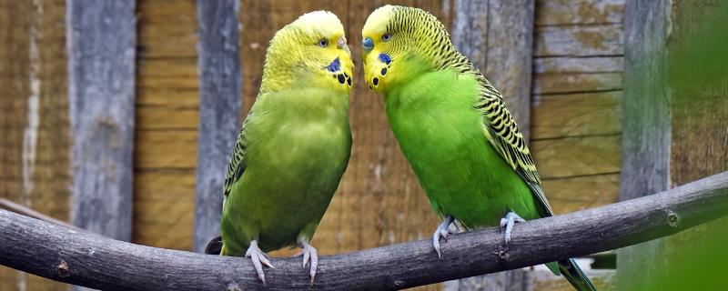 虎皮鹦鹉配对成功的表现