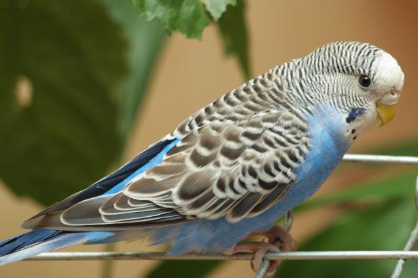 虎皮鹦鹉配对成功的表现,成功后雄鸟会经常吐食给雌鸟