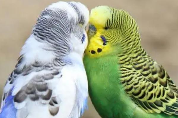 虎皮鹦鹉配对成功的表现,成功后雄鸟会经常吐食给雌鸟