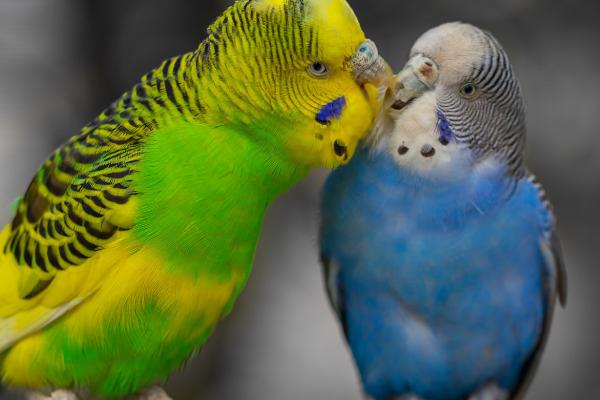 虎皮鹦鹉配对成功的表现,成功后雄鸟会经常吐食给雌鸟