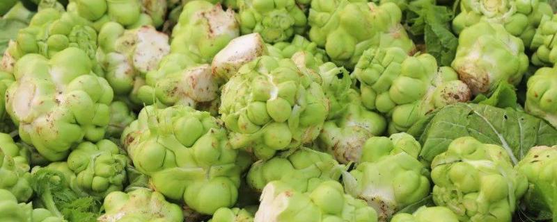 如何通过追肥提高榨菜的产量