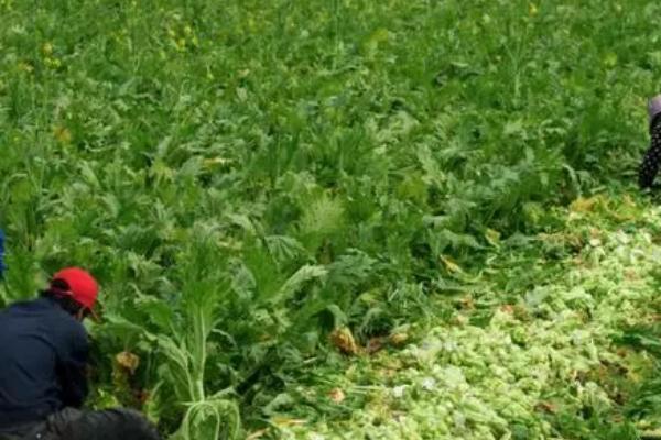 如何通过追肥提高榨菜的产量,可主施氮肥、分次追施