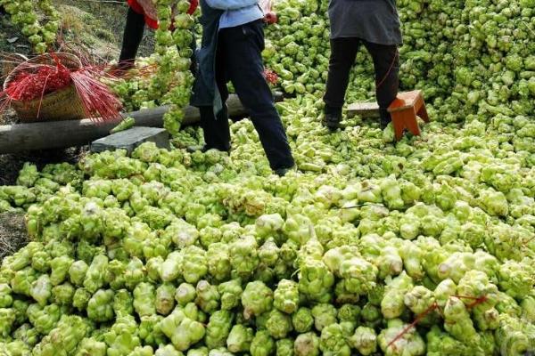 如何通过追肥提高榨菜的产量,可主施氮肥、分次追施