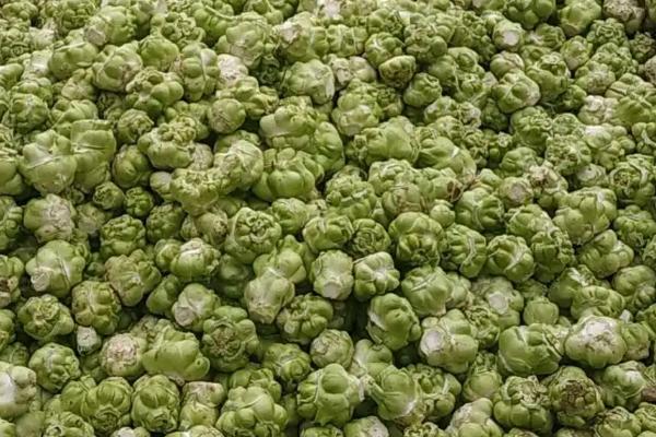 如何通过追肥提高榨菜的产量,可主施氮肥、分次追施