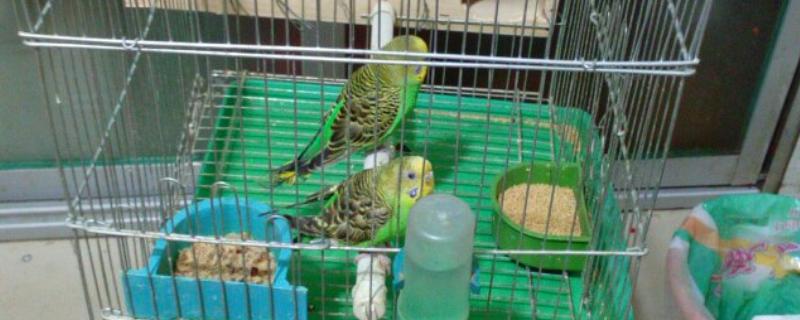 虎皮鹦鹉抱窝要多少天