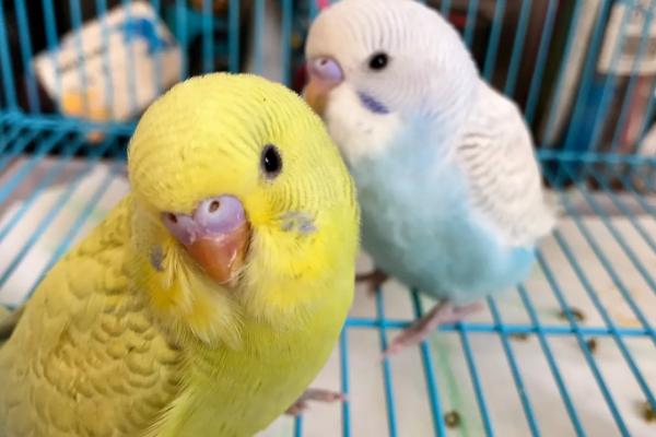 虎皮鹦鹉抱窝要多少天,通常需要20天左右