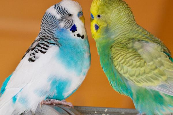 虎皮鹦鹉抱窝要多少天,通常需要20天左右