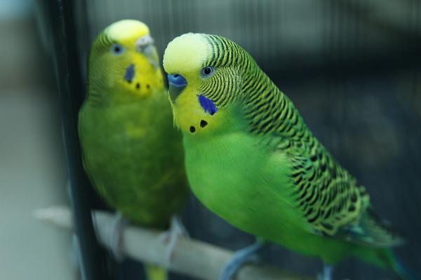 虎皮鹦鹉抱窝要多少天,通常需要20天左右