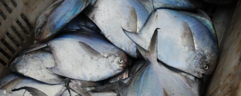 什么鱼只有巴掌大