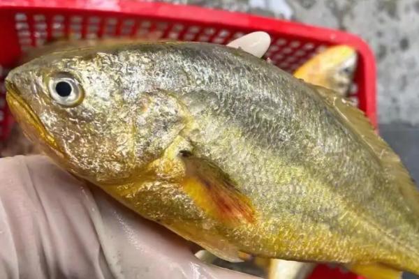 什么鱼只有巴掌大,包括太阳鱼、比目鱼、多宝鱼等种类