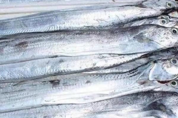 什么鱼只有巴掌大,包括太阳鱼、比目鱼、多宝鱼等种类