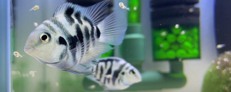 迷你鹦鹉鱼起飞后过多久才喂食