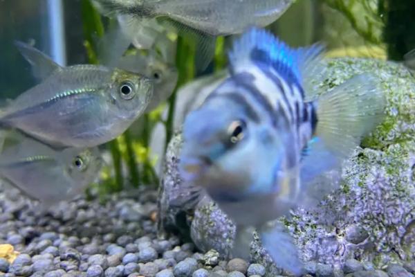 迷你鹦鹉鱼起飞后过多久才喂食,经过7天左右即可饲喂