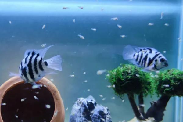 迷你鹦鹉鱼起飞后过多久才喂食,经过7天左右即可饲喂