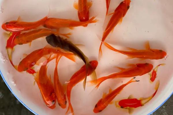 草金鱼的寿命,一般为6-7年左右