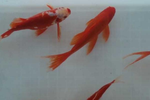 草金鱼的寿命,一般为6-7年左右