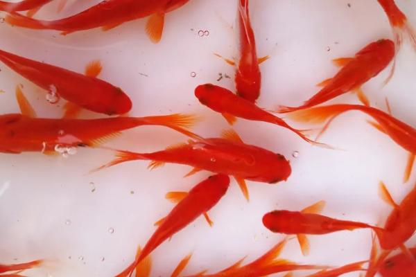 草金鱼的寿命,一般为6-7年左右