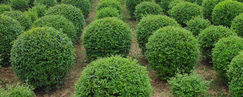 如何大规格培育绿化苗木