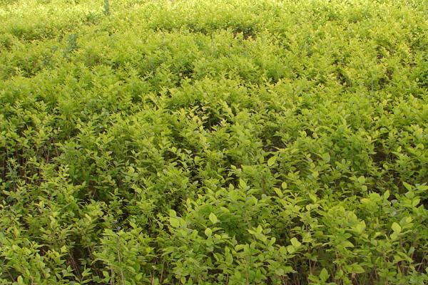 如何大规格培育绿化苗木,可采取高标准集约化经营模式