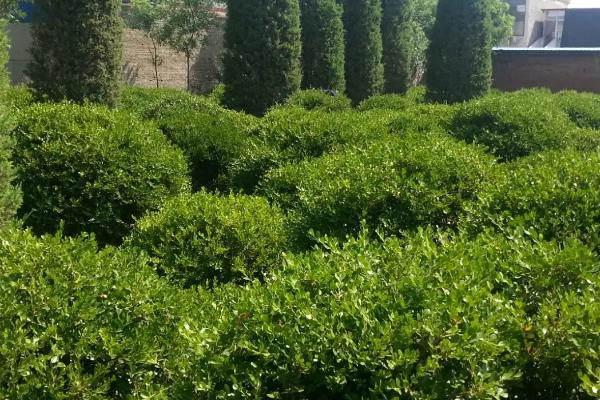 如何大规格培育绿化苗木,可采取高标准集约化经营模式