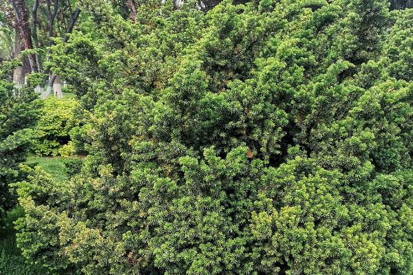 如何大规格培育绿化苗木,可采取高标准集约化经营模式