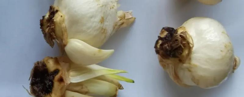 郁金香种球怎么繁殖