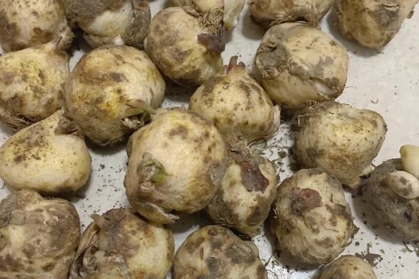 郁金香种球怎么繁殖,可将鳞茎栽入土中、并做好管理措施