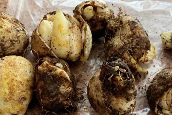 郁金香种球怎么繁殖,可将鳞茎栽入土中、并做好管理措施