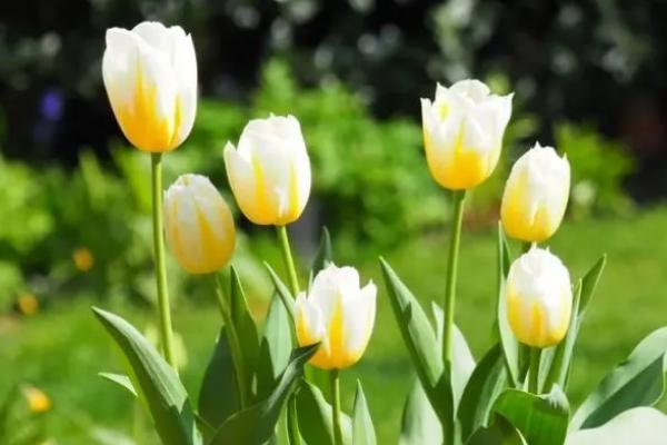 郁金香种球怎么繁殖,可将鳞茎栽入土中、并做好管理措施