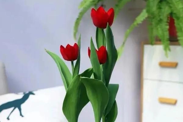 郁金香种球怎么繁殖,可将鳞茎栽入土中、并做好管理措施