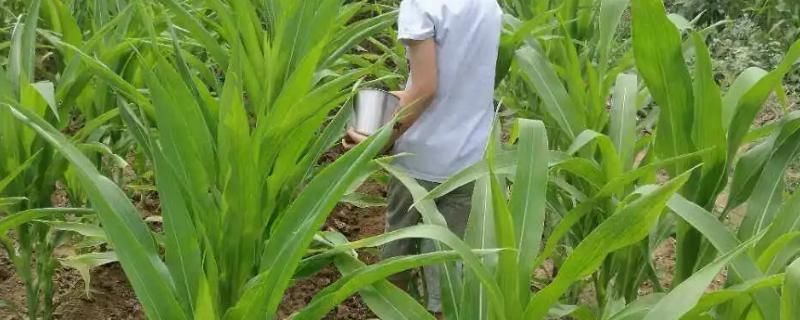 如何对玉米补锌施肥