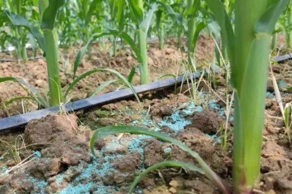 如何对玉米补锌施肥,可采用拌种、喷施等方式