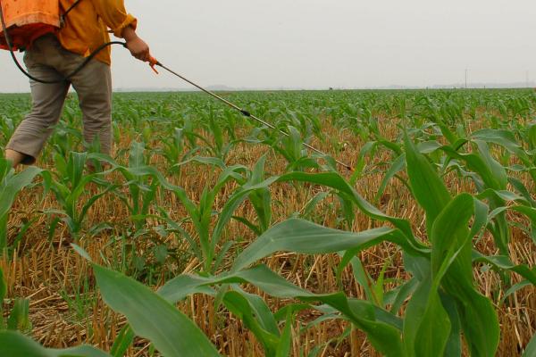 如何对玉米补锌施肥,可采用拌种、喷施等方式