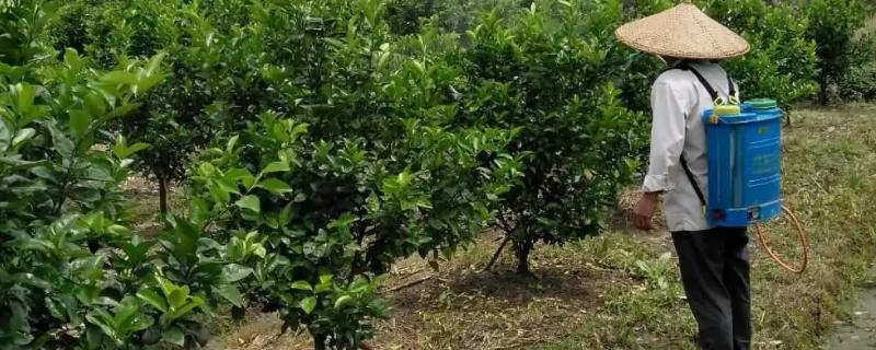 螺螨酯有什么特点