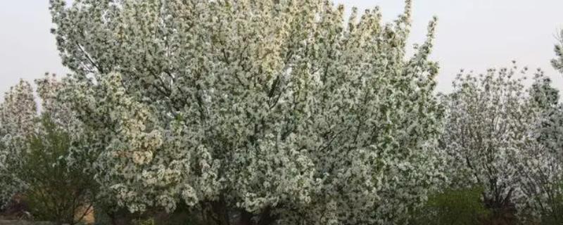 八棱海棠的种植方法