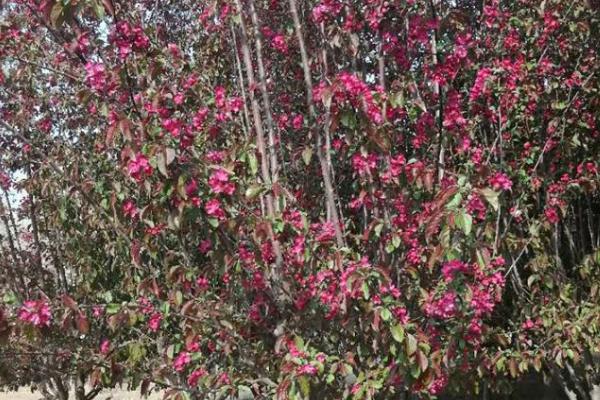 八棱海棠的种植方法,可带土团栽植、栽后要浇足水