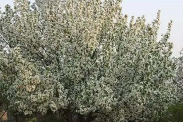 八棱海棠的种植方法,可带土团栽植、栽后要浇足水