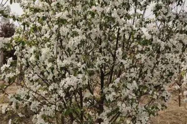 八棱海棠的种植方法,可带土团栽植、栽后要浇足水