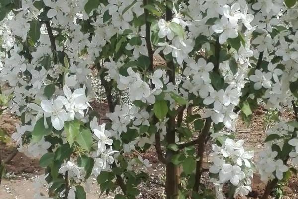 八棱海棠的种植方法,可带土团栽植、栽后要浇足水